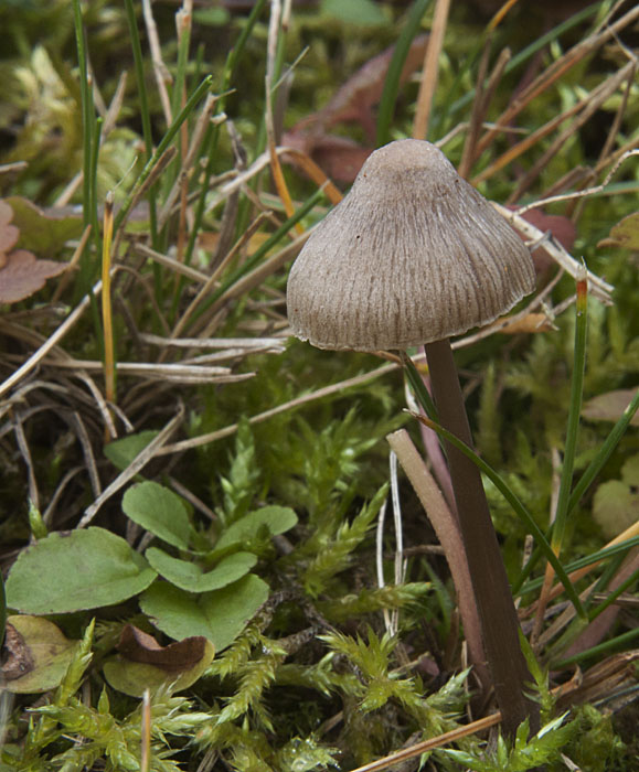 prilbička ryhovaná Mycena polygramma (Bull.) Gray