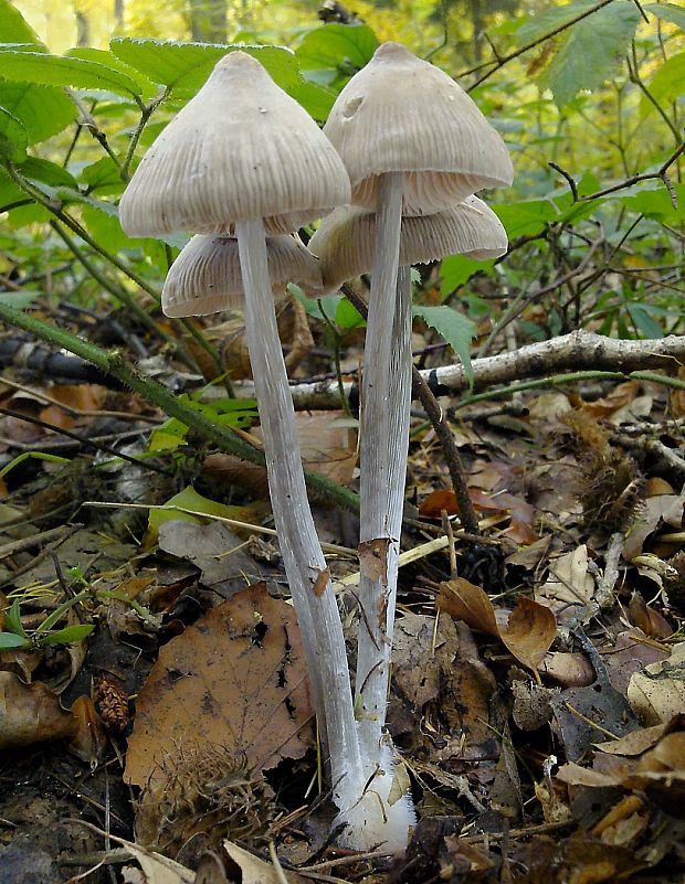 prilbička ryhovaná Mycena polygramma (Bull.) Gray