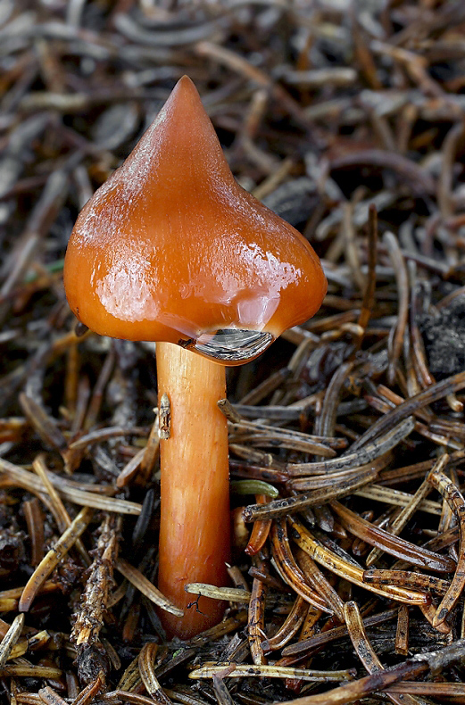 koreňovica škoricovohnedá Phaeocollybia christinae (Fr.) R. Heim