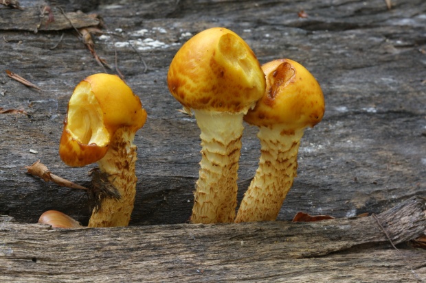 šupinovka Pholiota sp.