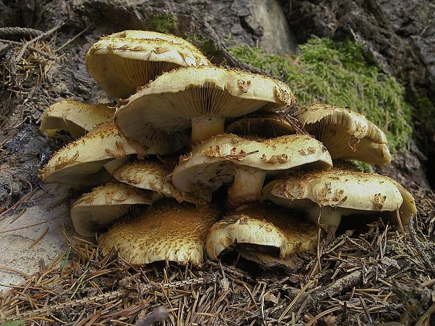 šupinovka šupinatá Pholiota squarrosa (Vahl) P. Kumm.