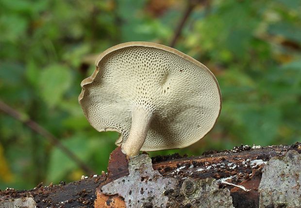 trúdnik Polyporus sp.