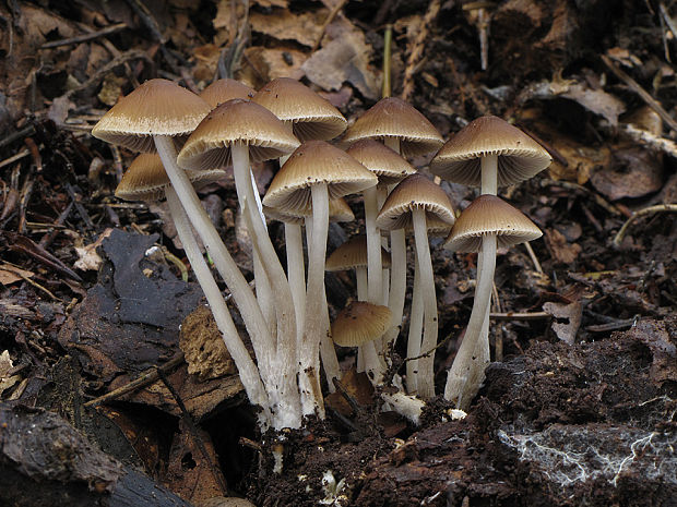 drobuľka trsovitá Psathyrella multipedata (Peck) A.H. Sm.