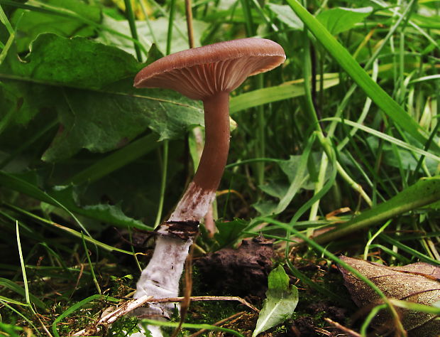 strmulica čiaškovitá Pseudoclitocybe cyathiformis (Bull.) Singer