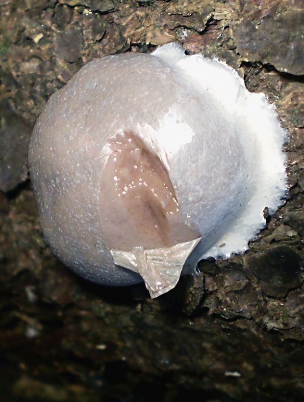 sieťnatka obyčajná Reticularia lycoperdon Bull.