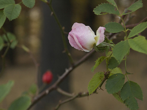 ruža šípová Rosa canina L.