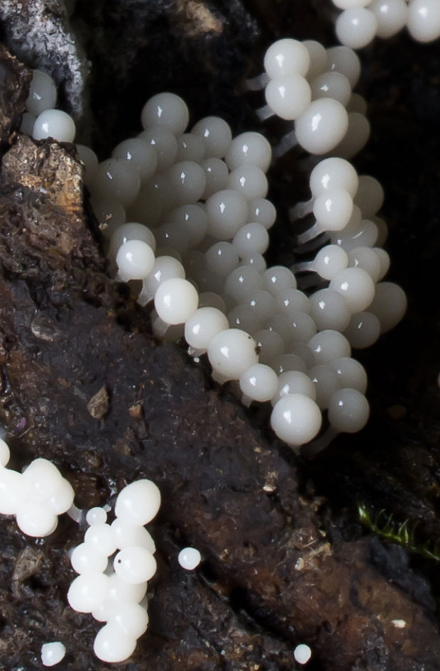 vlasnačka Trichia sp.