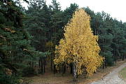 podzim v lese 2