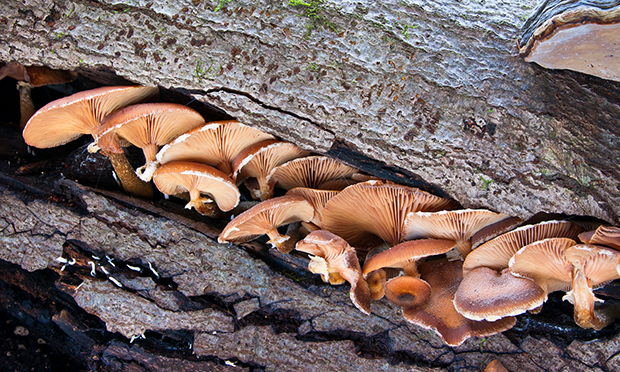 podpňovka tmavá Armillaria ostoyae (Romagn.) Herink