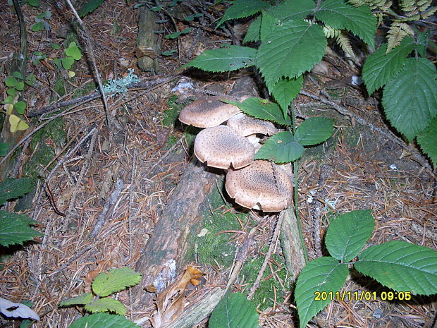 podpňovka tmavá Armillaria ostoyae (Romagn.) Herink