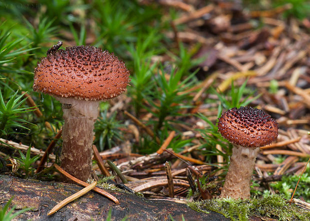 podpňovka tmavá Armillaria ostoyae (Romagn.) Herink