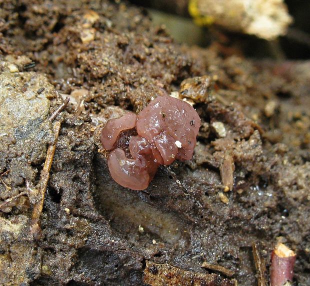 vrtidlovka Ascocoryne sp.