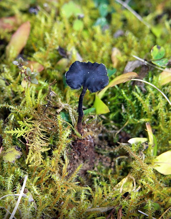 lopatovka obyčajná Auriscalpium vulgare Gray