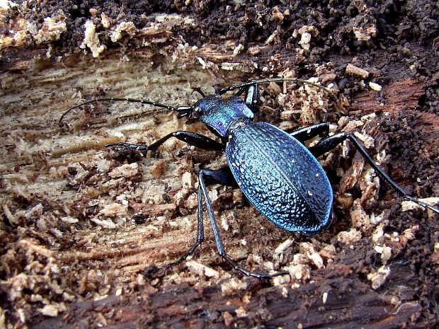 bystruška vráskavá Carabus intricatus