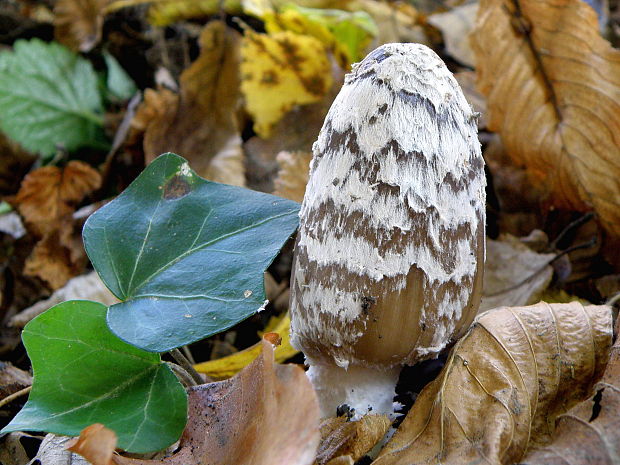 hnojník strakatý Coprinopsis picacea (Bull.) Redhead, Vilgalys & Moncalvo