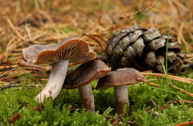 pavučinovec Cortinarius sp.