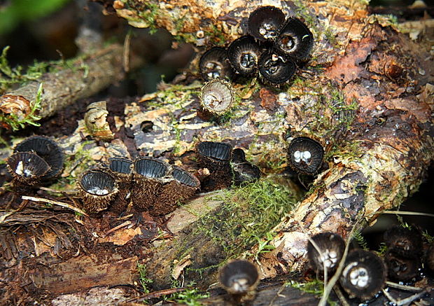 čiaškovec pásikavý Cyathus striatus (Huds.) Willd.