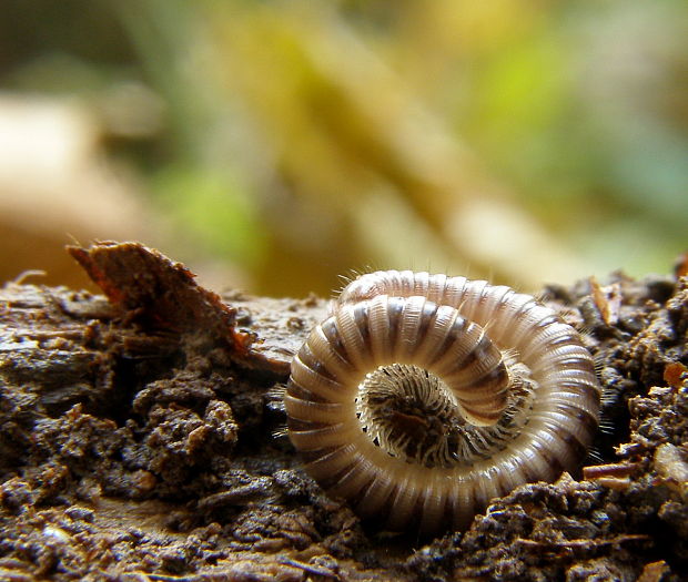 mnohonôžka Diplopoda sp