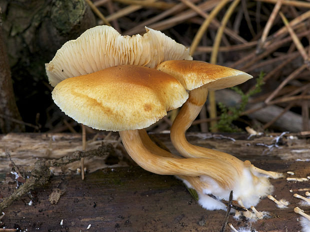 šupinovec Gymnopilus sp.