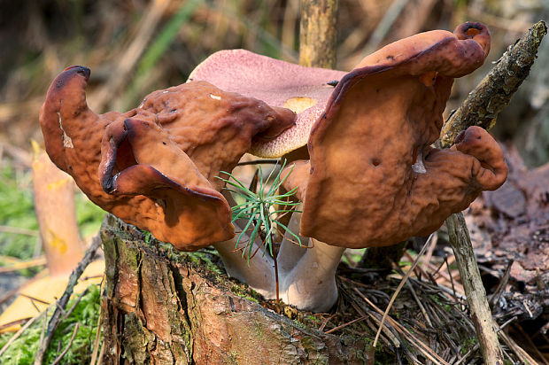 ušiak mitrovitý Gyromitra infula (Schaeff.) Quél.