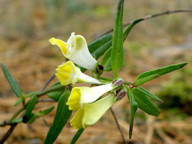 čermeľ lúčny Melampyrum pratense L.