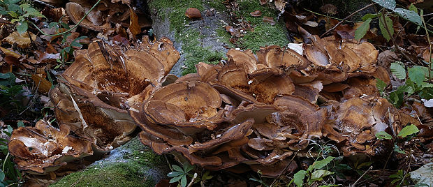 vejárovec obrovský Meripilus giganteus (Pers.) P. Karst.