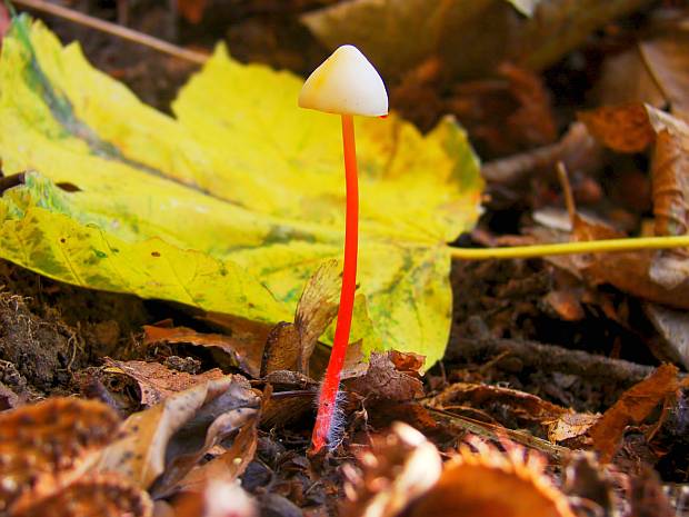 prilbička šafranová Mycena crocata (Schrad.) P. Kumm.