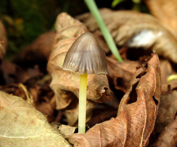 prilbička slizká želatínová Mycena epipterygia var. viscosa (Secr. ex Maire) Ricken