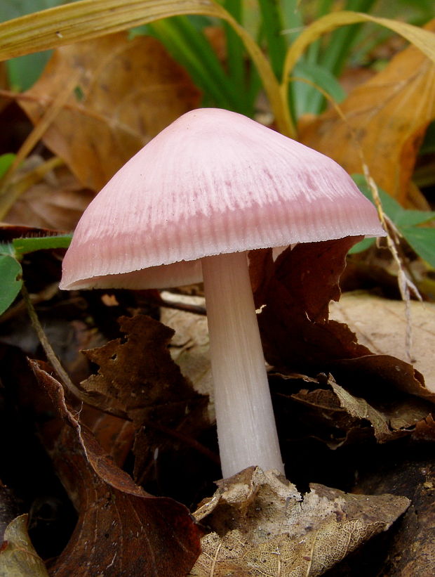 prilbička ružovkasta Mycena rosea Gramberg