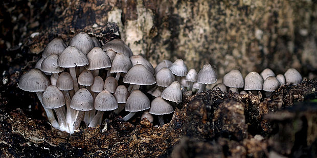 prilbička Mycena sp.