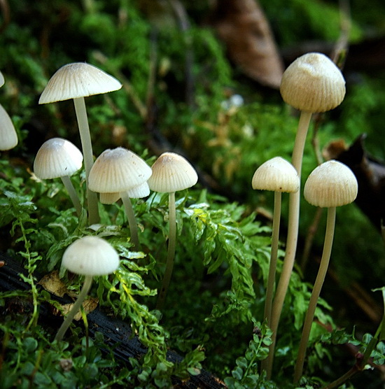 prilbička Mycena sp.