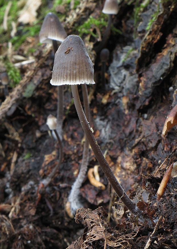 prilbička Mycena sp.