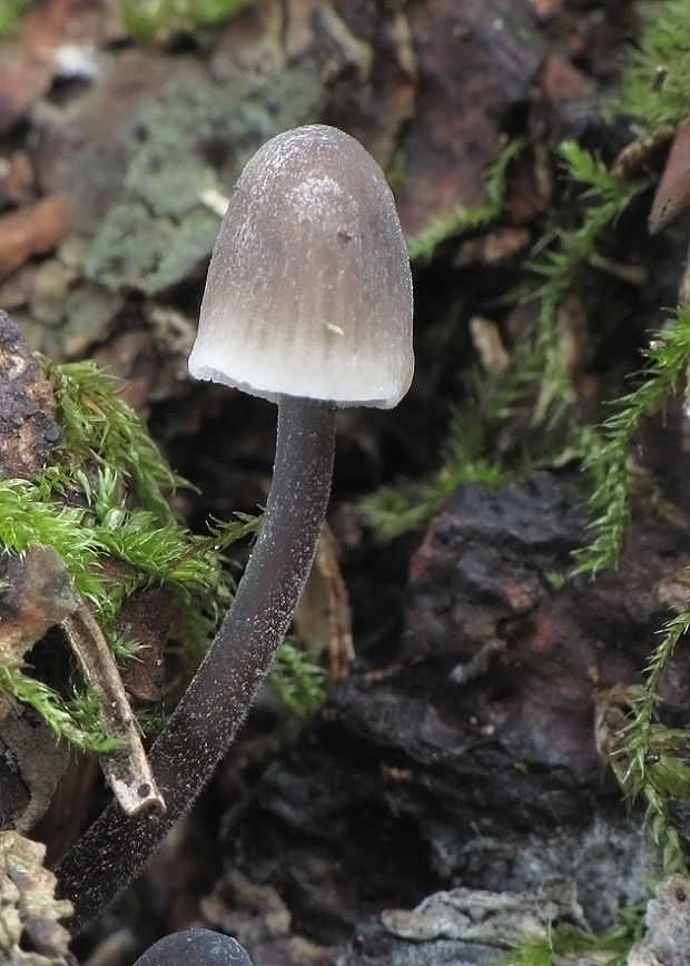 prilbička Mycena sp.