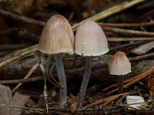 prilbička zefírová Mycena zephirus (Fr.) P. Kumm.