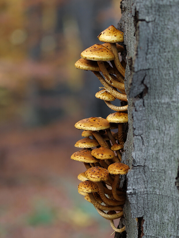 šupinovka slizká Pholiota adiposa (Batsch) P. Kumm.