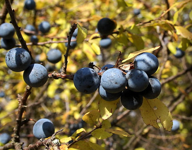 trnka obyčajná Prunus spinosa L.