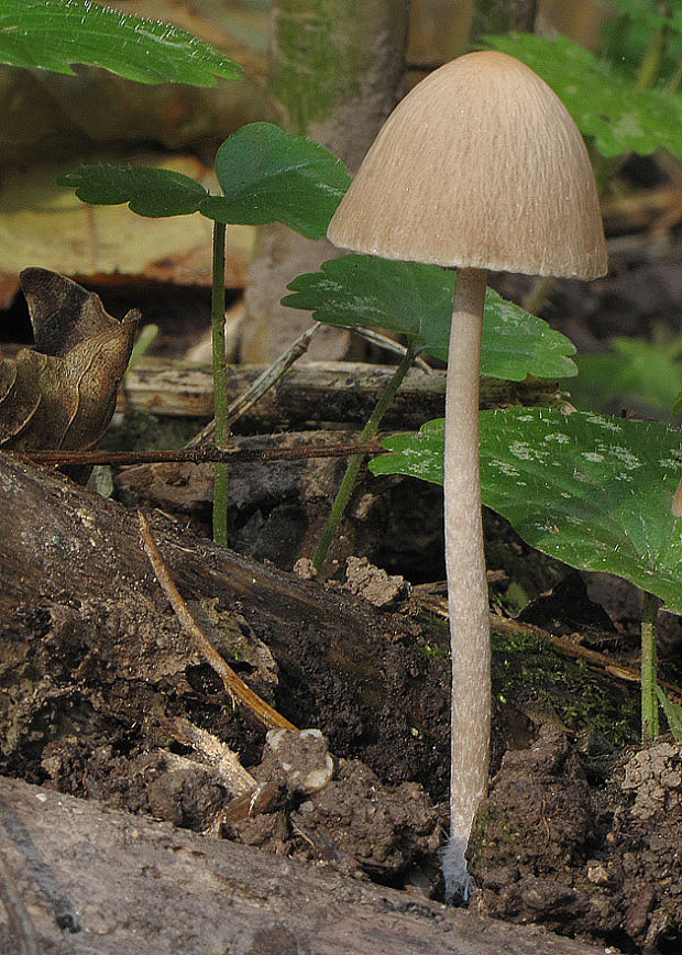 drobuľka Psathyrella sp.