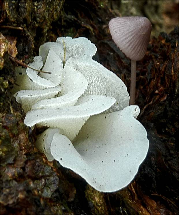 pajelenka želatínová Pseudohydnum gelatinosum (Scop.) P. Karst.