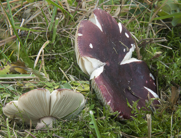 plávka Russula sp.