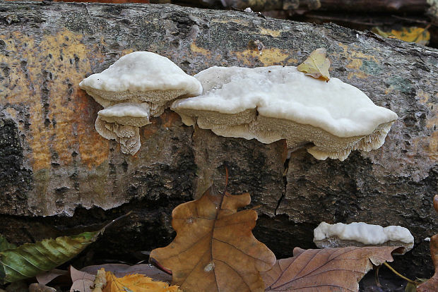 trúdnikovec voňavý Trametes suaveolens (L.) Fr.