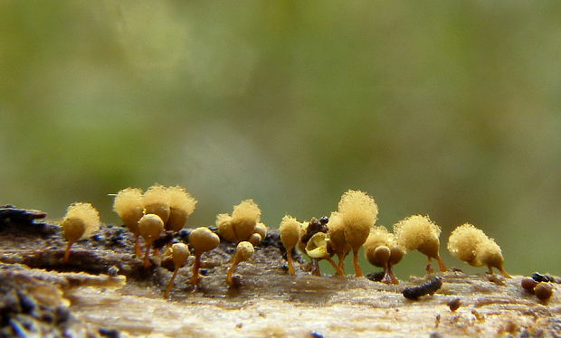 vlasnačka Trichia decipiens var. decipiens (Pers.) T. Macbr.