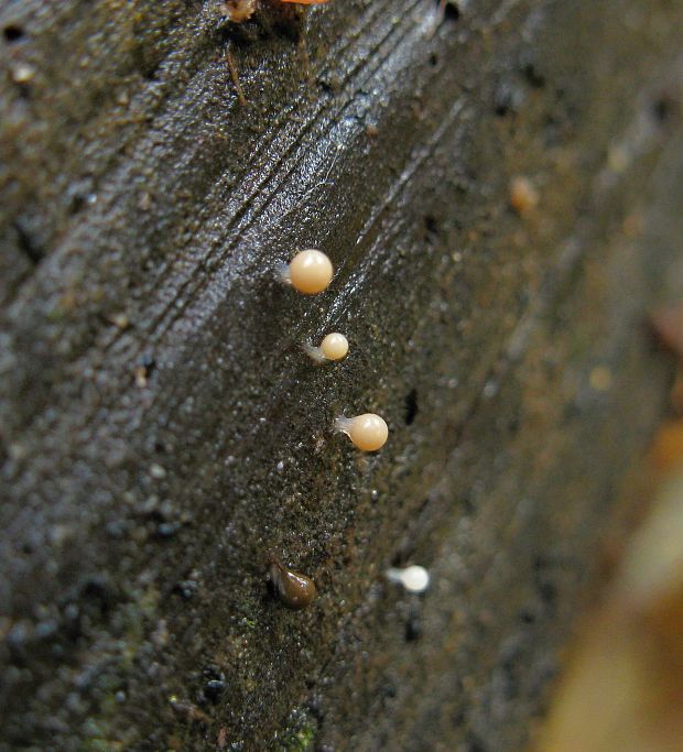 vlasnačka Trichia sp.