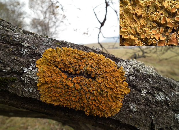 diskovník múrový Xanthoria parietina var. parietina