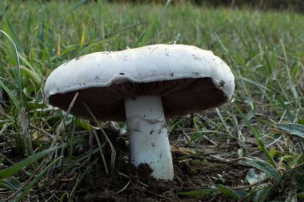 pečiarka Agaricus sp.