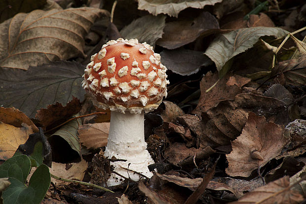 muchotrávka červená Amanita muscaria (L.) Lam.