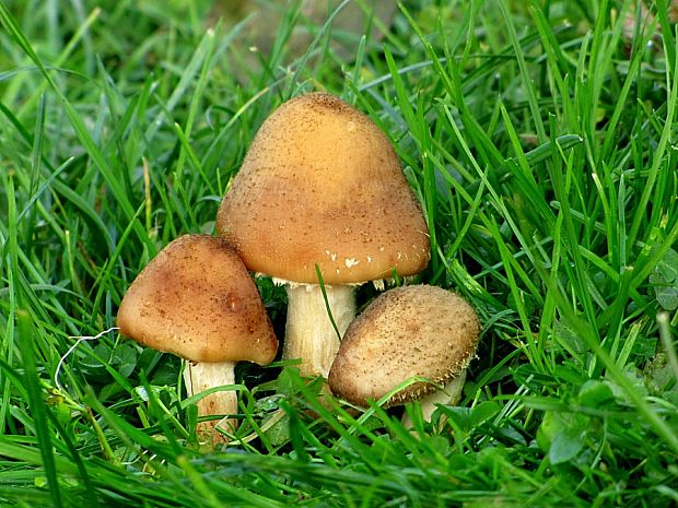 podpňovka žltá-václavka hlíznatá Armillaria gallica Marxm. & Romagn.