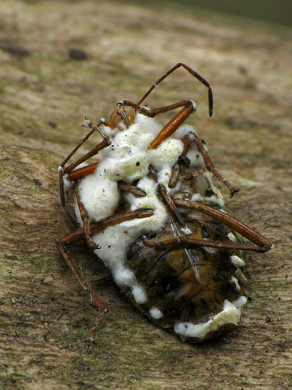 bovéria Bassova Beauveria bassiana (Bals.-Criv.) Vuill.