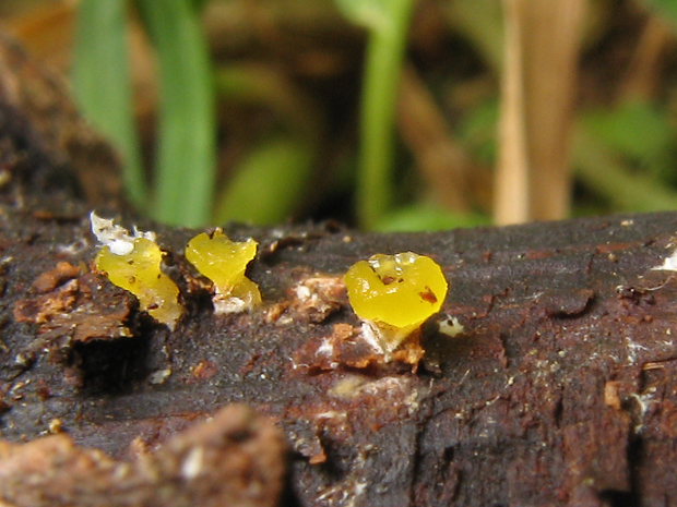 okrasník žltý ? Calycina citrina (Hedw.) Gray