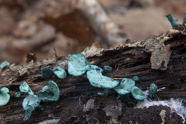 zelenica Chlorociboria sp.