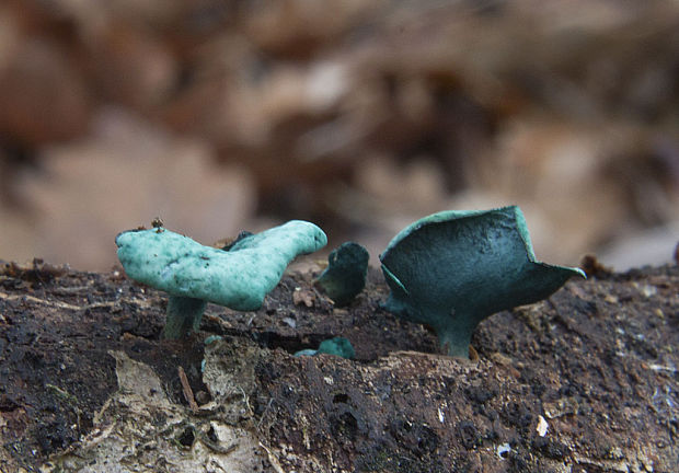 zelenica Chlorociboria sp.